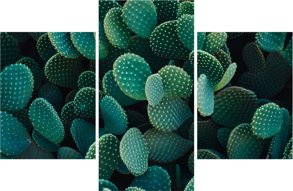 Obraz - Opuncie (90x60 cm)