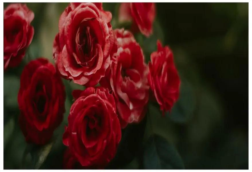 Fototapeta Vliesová Vintage ruže 312x219 cm