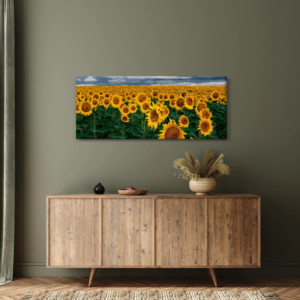 Obraz slnečnicového poľa (120x50 cm)
