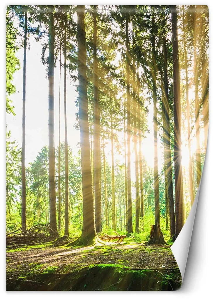 Gario Fototapeta Popoludňajšie slnko v lese Materiál: Vliesová, Rozmery: 200 x 280 cm