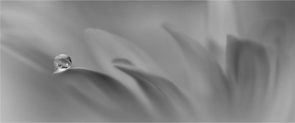 Obraz - Kvapka na kvete, čiernobiela (120x50 cm)