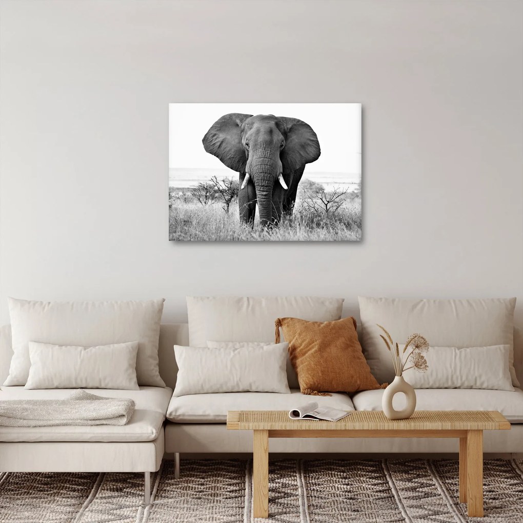 Obraz - Slon africký II. (70x50 cm)
