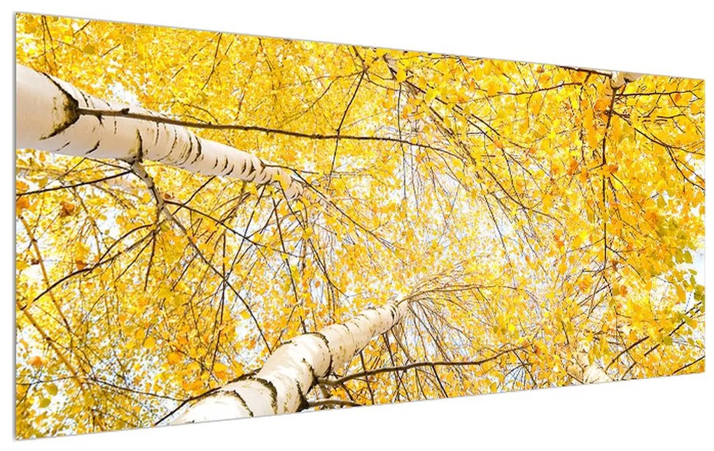 Obraz brezy (120x50 cm)