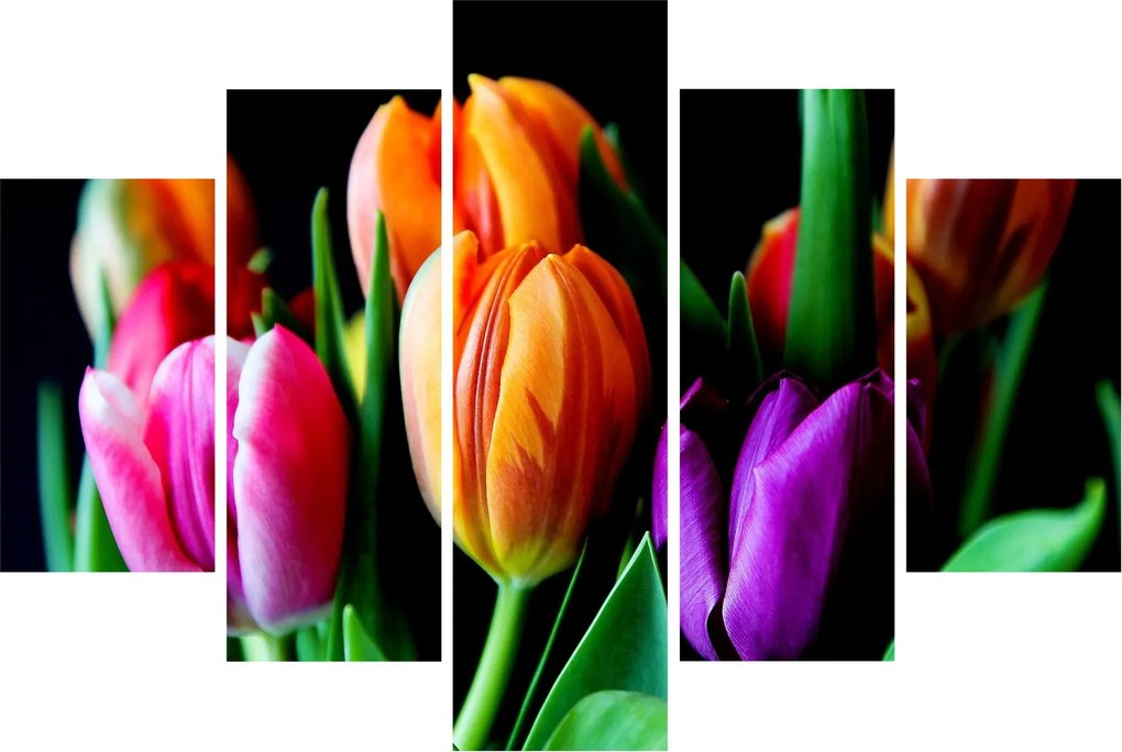Obraz tulipánov na čiernom pozadí (150x105 cm)
