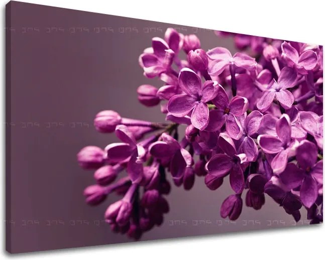 Obraz na stenu KVETY KV020E11 - 60x90 cm