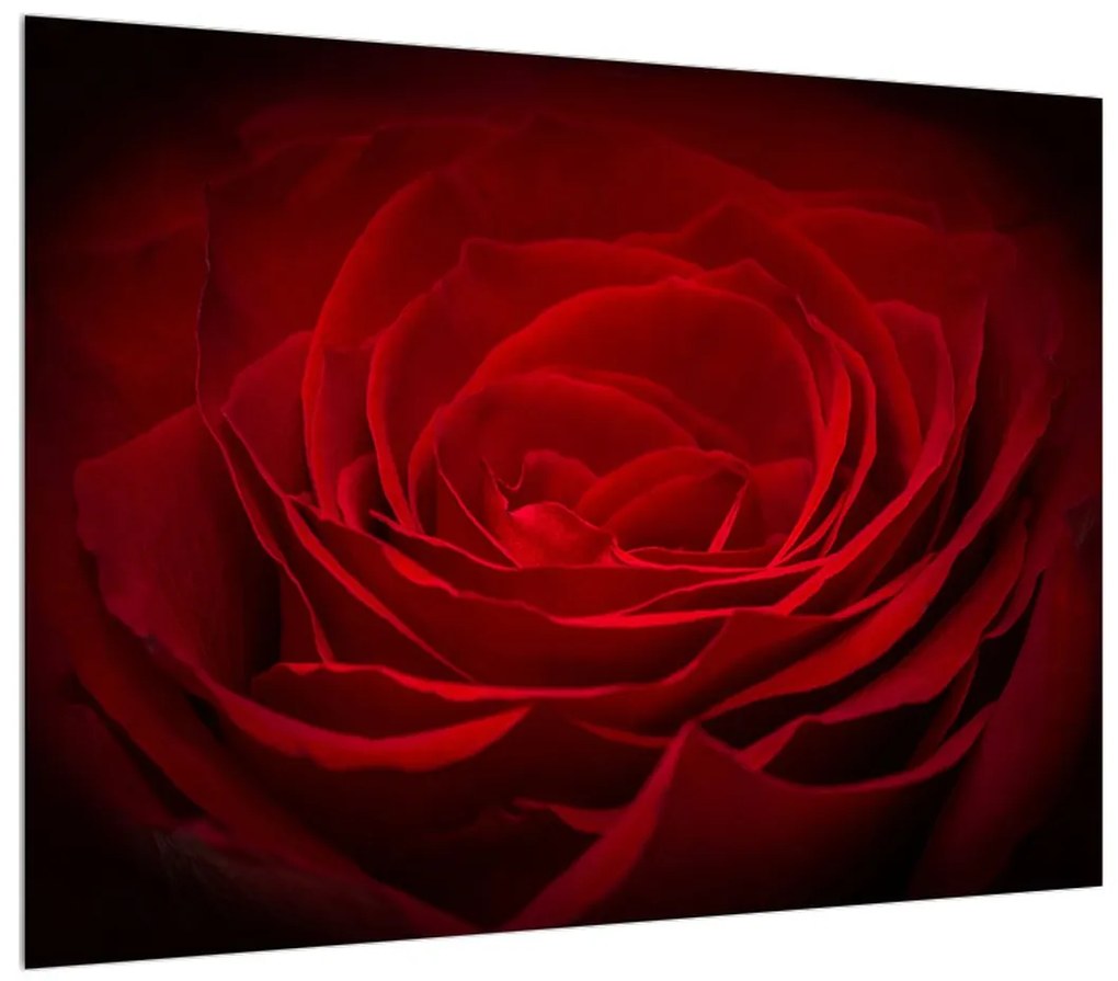 Obraz červenej ruže (K012394K7050)