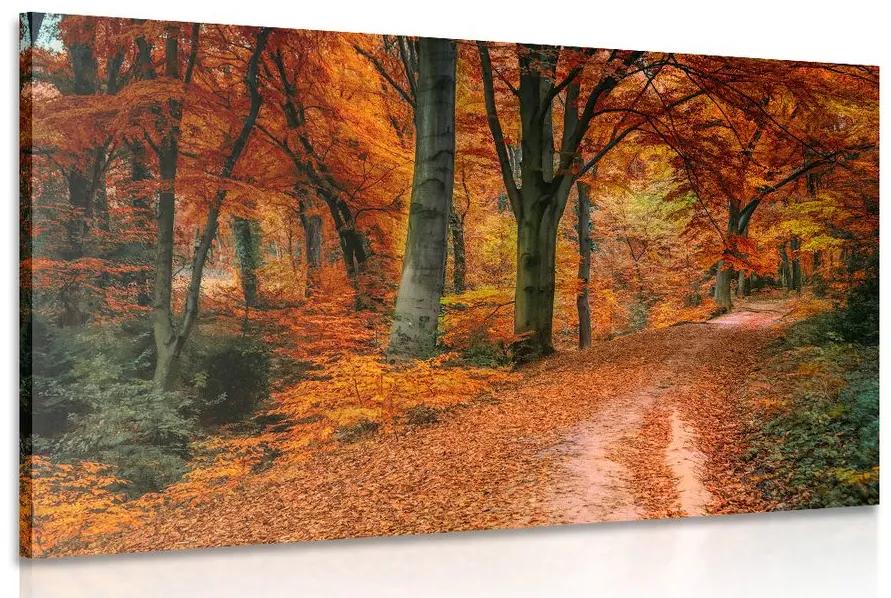 Obraz les v jesennom období Varianta: 120x80