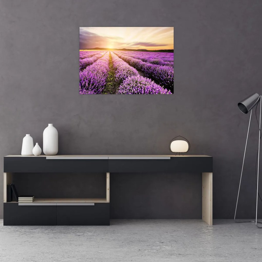 Sklenený obraz - Východ slnka v levanduľovom poli (70x50 cm)