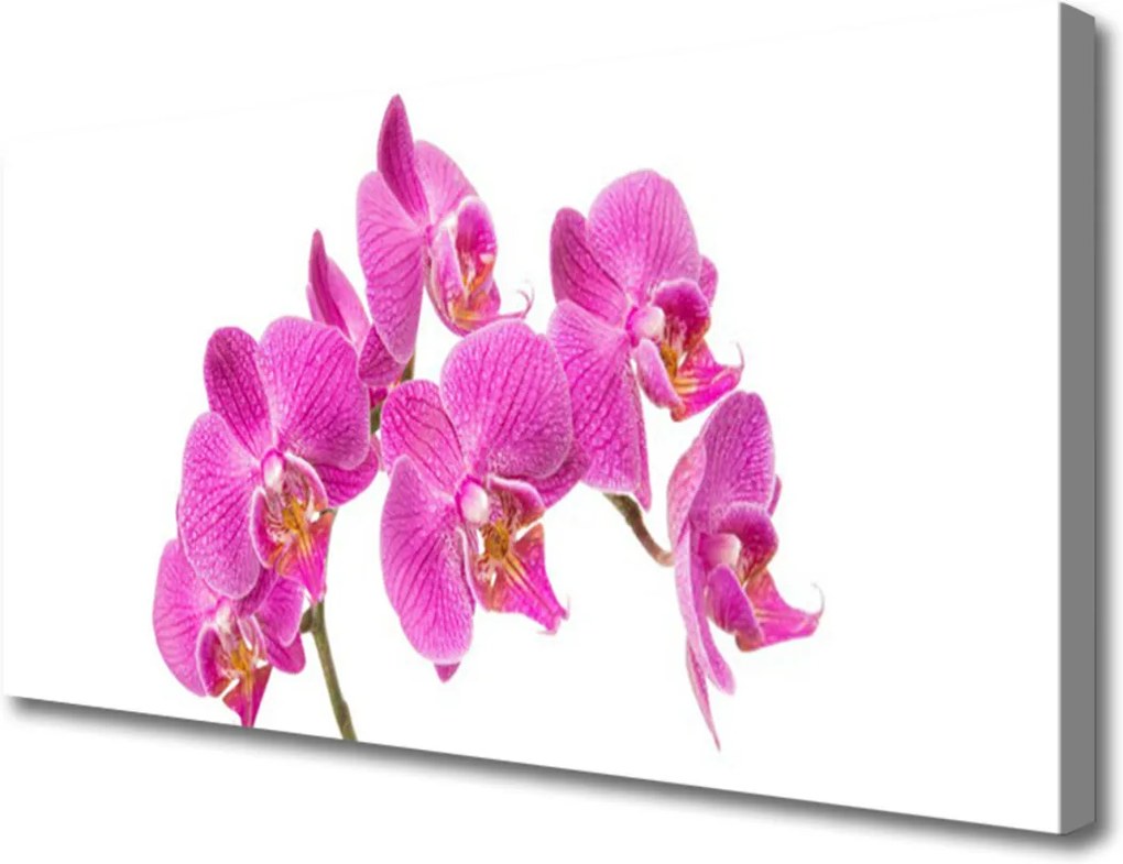 Obraz Canvas Orchidea Kvety Príroda