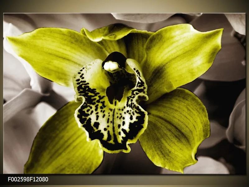 Obraz na plátne Zelená orchidea, Obdĺžnik 120x80cm 87,92 €
