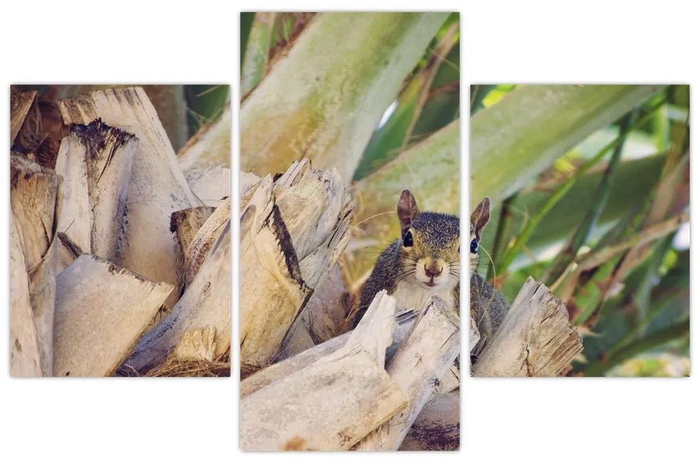 Obraz veveričky na strome (90x60 cm)