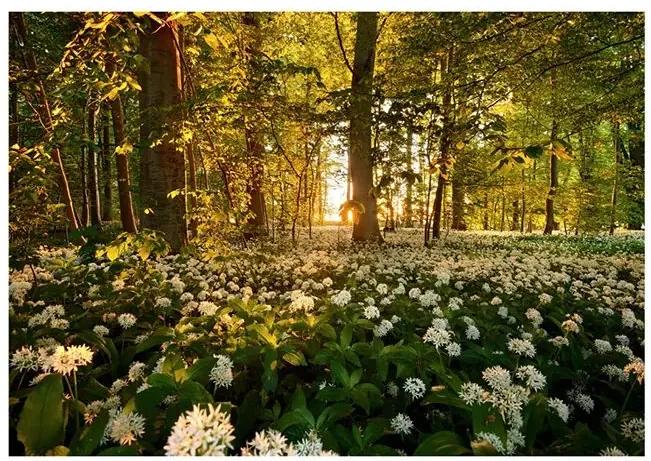 Samolepiaca fototapeta - Forest flora Veľkosť: 245x175, Verzia: Samolepiaca