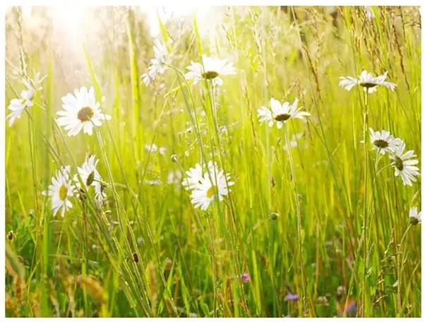 Fototapeta - Daisy field Veľkosť: 196x154, Verzia: Samolepiaca