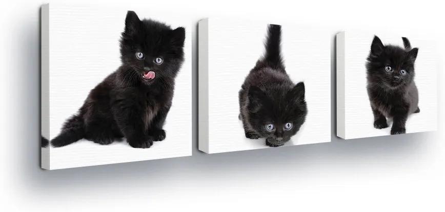 GLIX Obraz na plátne - Black and White Kittens 3 x 25x25 cm