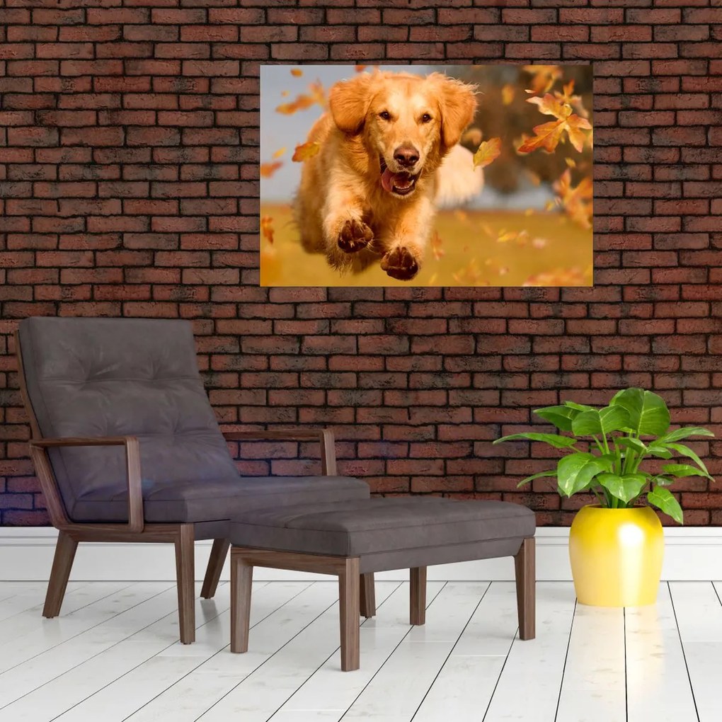 Obraz - Zlatý retriever (90x60 cm)