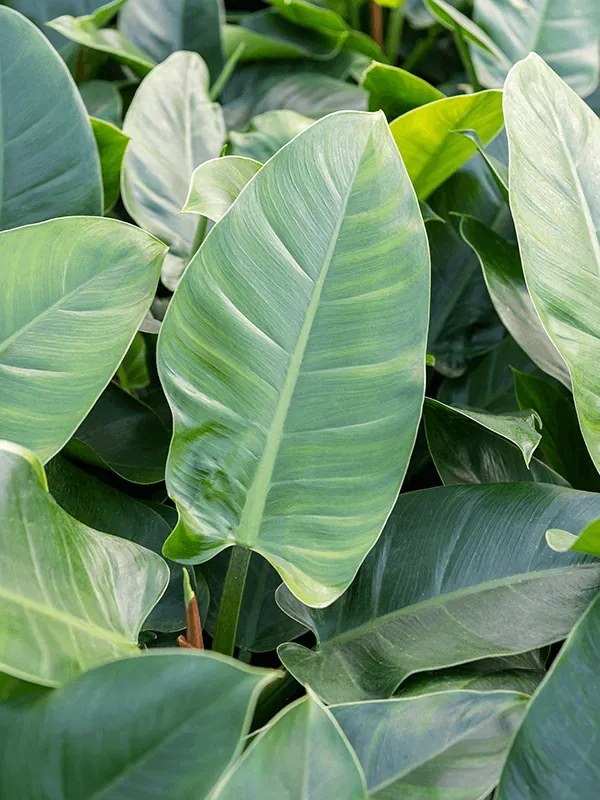 Philodendron imperial green 25/19 v.60 cm