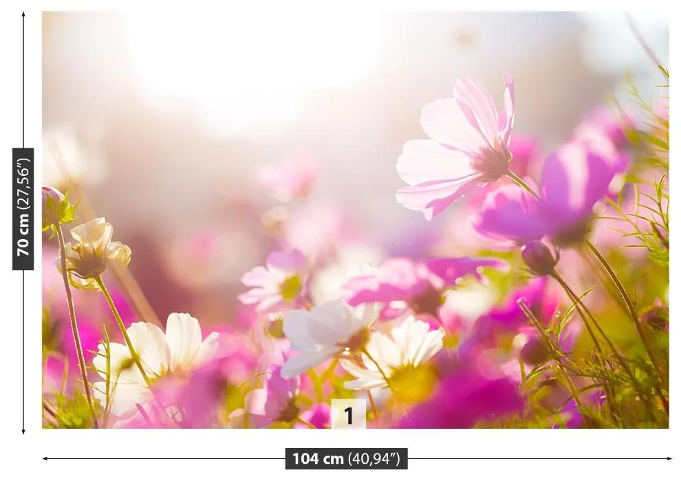 Fototapeta Vliesová Sedmokrásky kvety 152x104 cm