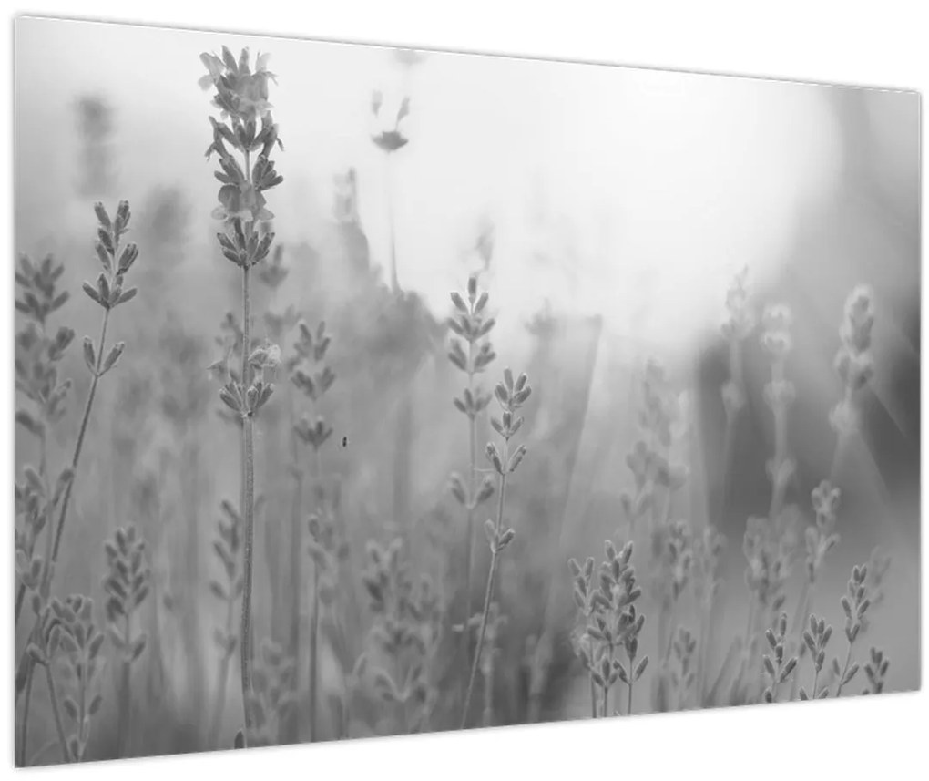 Obraz - Levanduľa (90x60 cm)