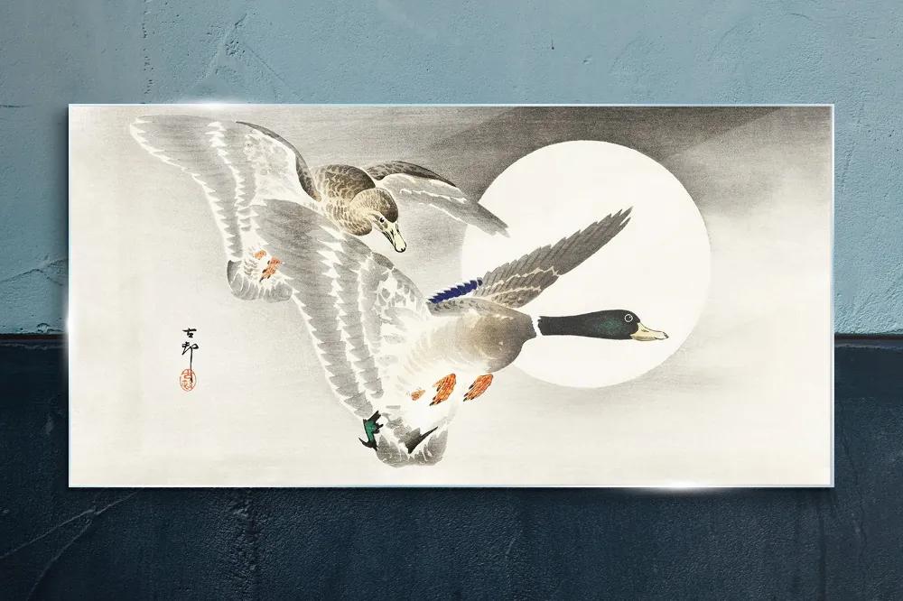 Sklenený obraz Zvieratá vtáčia kačica