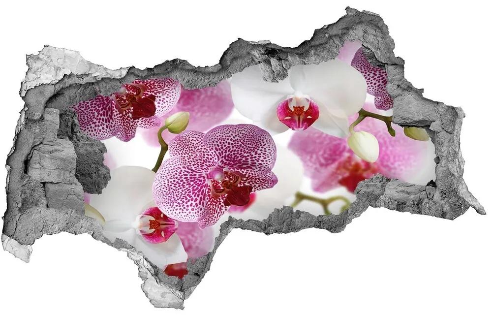 Fototapeta nálepka na stenu Nástenné maľby orchidea nd-b-107506962