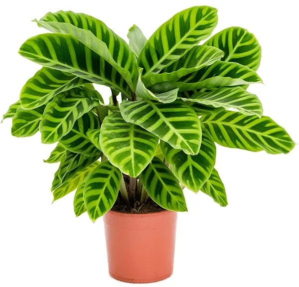 Calathea zebrina 14x40 cm