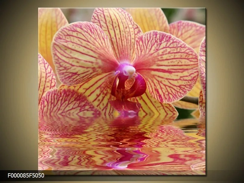 Obraz na plátne Žíhané orchidey, Štvorec 50x50cm 33.68 €