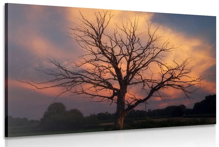 Obraz nádherný strom na lúke Varianta: 120x80