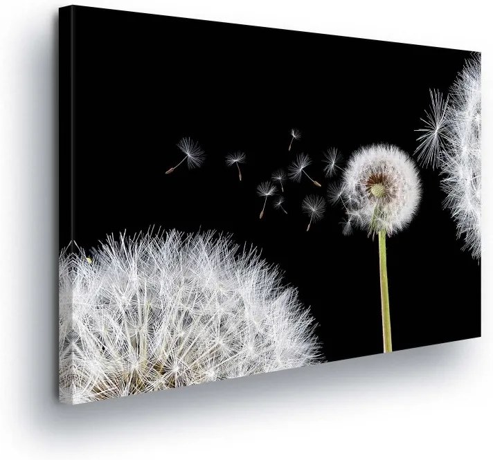 GLIX Obraz na plátne - Blooming Dandelions in Black and White Design II 100x75 cm