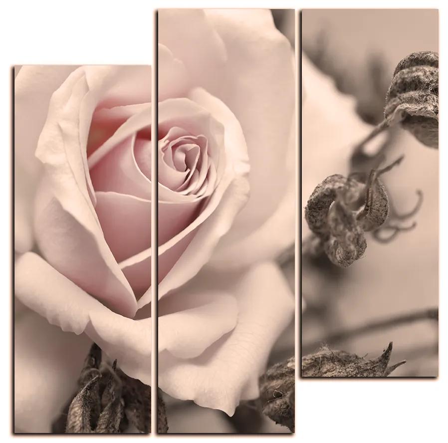 Obraz na plátne - Ruža a uschnuté rastliny - štvorec 3225FC (105x105 cm)