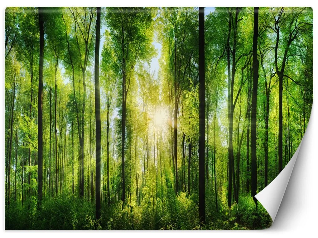 Gario Fototapeta Slnečné lúče v zelenom lese Materiál: Vliesová, Rozmery: 350 x 245 cm