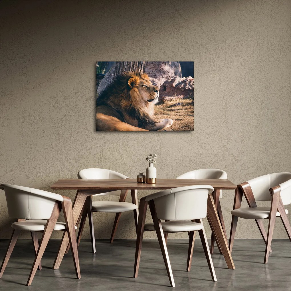 Obraz ležiaceho leva (70x50 cm)
