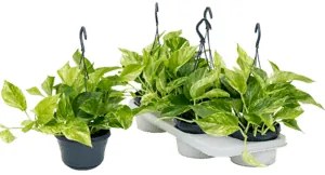 Scindapsus (Epipremnum) marble queen 15x30 cm