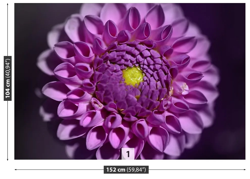 Fototapeta Vliesová Dahlia ružová 312x219 cm