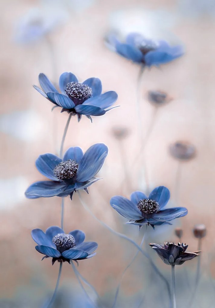 Umelecká fotografie Cosmos blue, Mandy Disher, (26.7 x 40 cm)