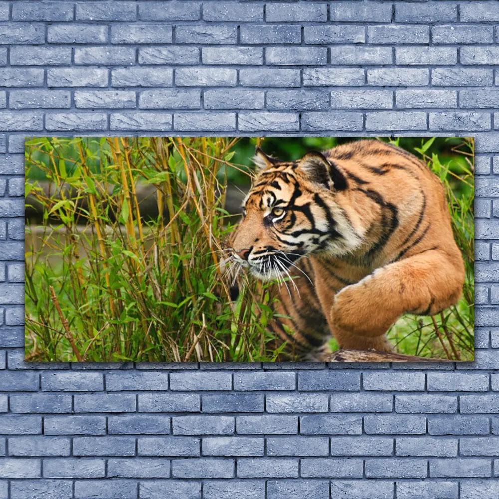 Obraz plexi Tiger zvieratá 120x60 cm