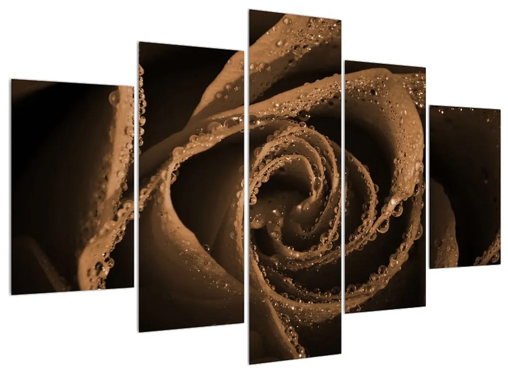 Obraz ruže s kvapkami (150x105 cm)
