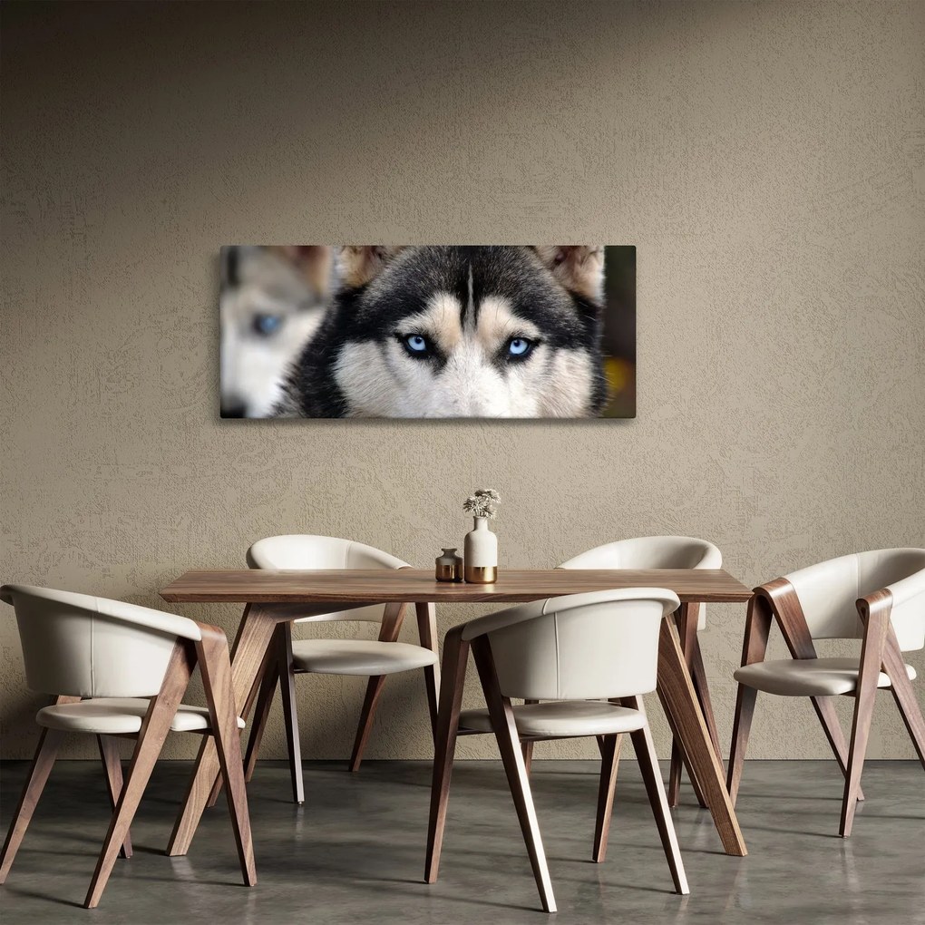 Obraz psa husky (120x50 cm)