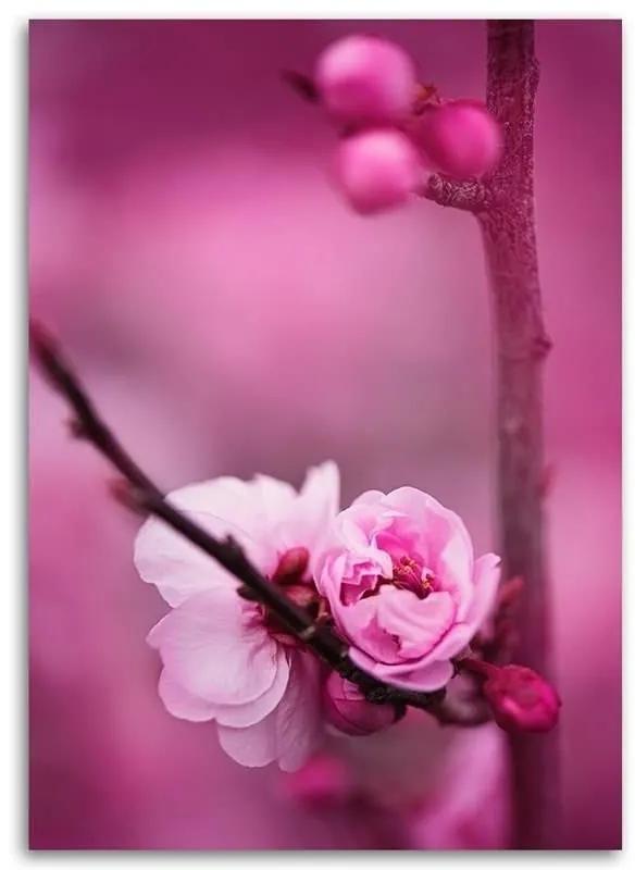 Obraz na plátně, Růžový květ jabloně - 70x100 cm