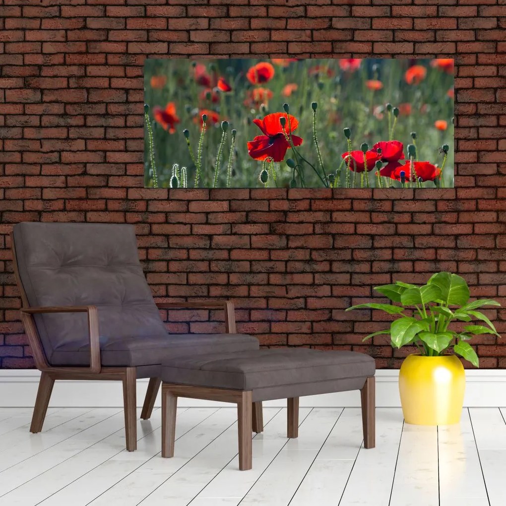 Obraz - Lúka s vlčími makmi (120x50 cm)