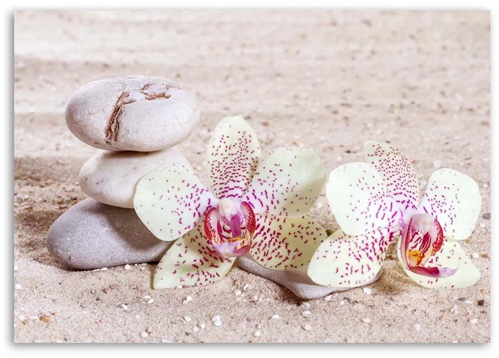 Gario Obraz na plátne Orchidea a kamene na piesku Rozmery: 60 x 40 cm
