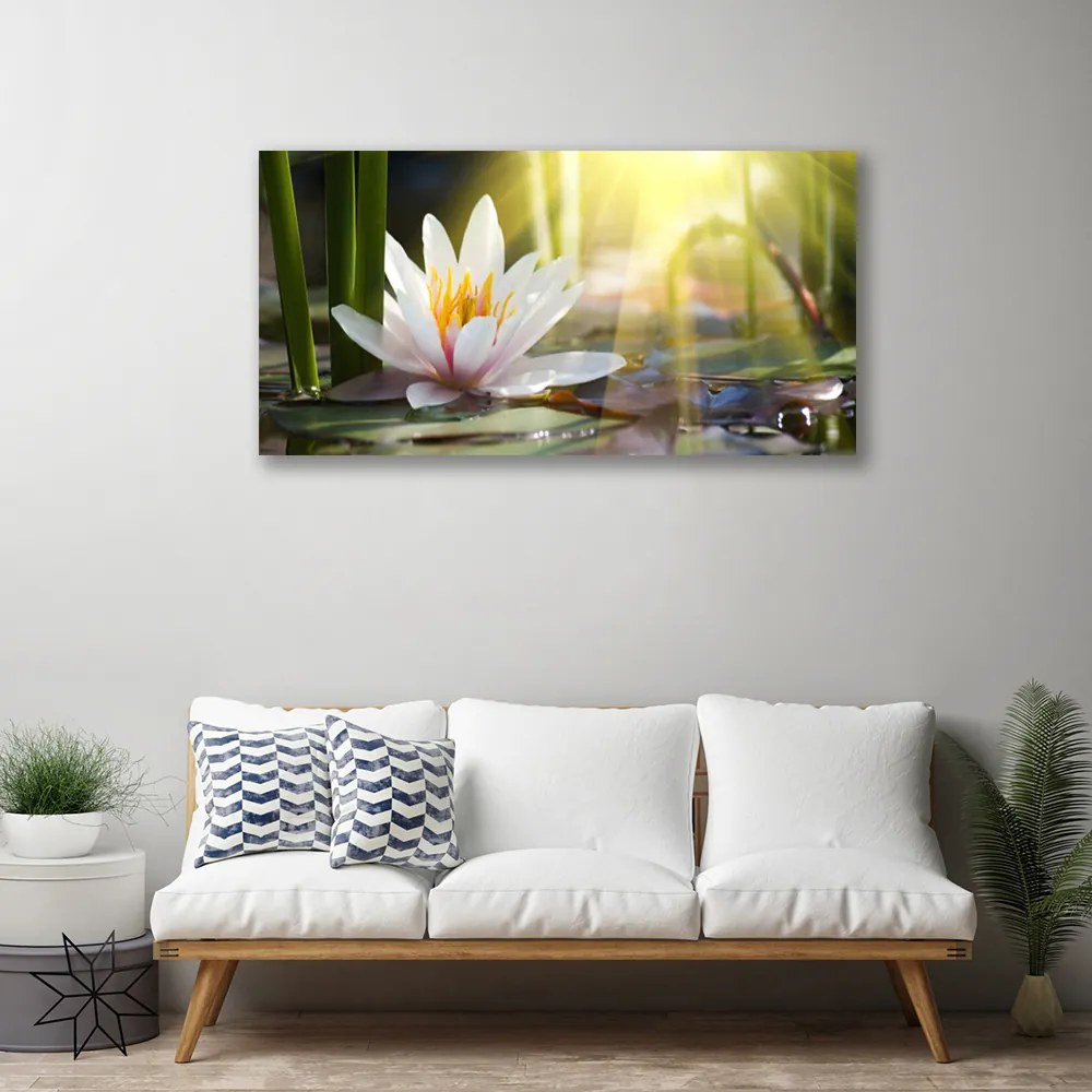 Obraz Canvas Vodné lilie slnko rybník 100x50 cm