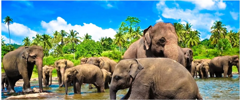 Obraz - Slony, Sri Lanka (120x50 cm)
