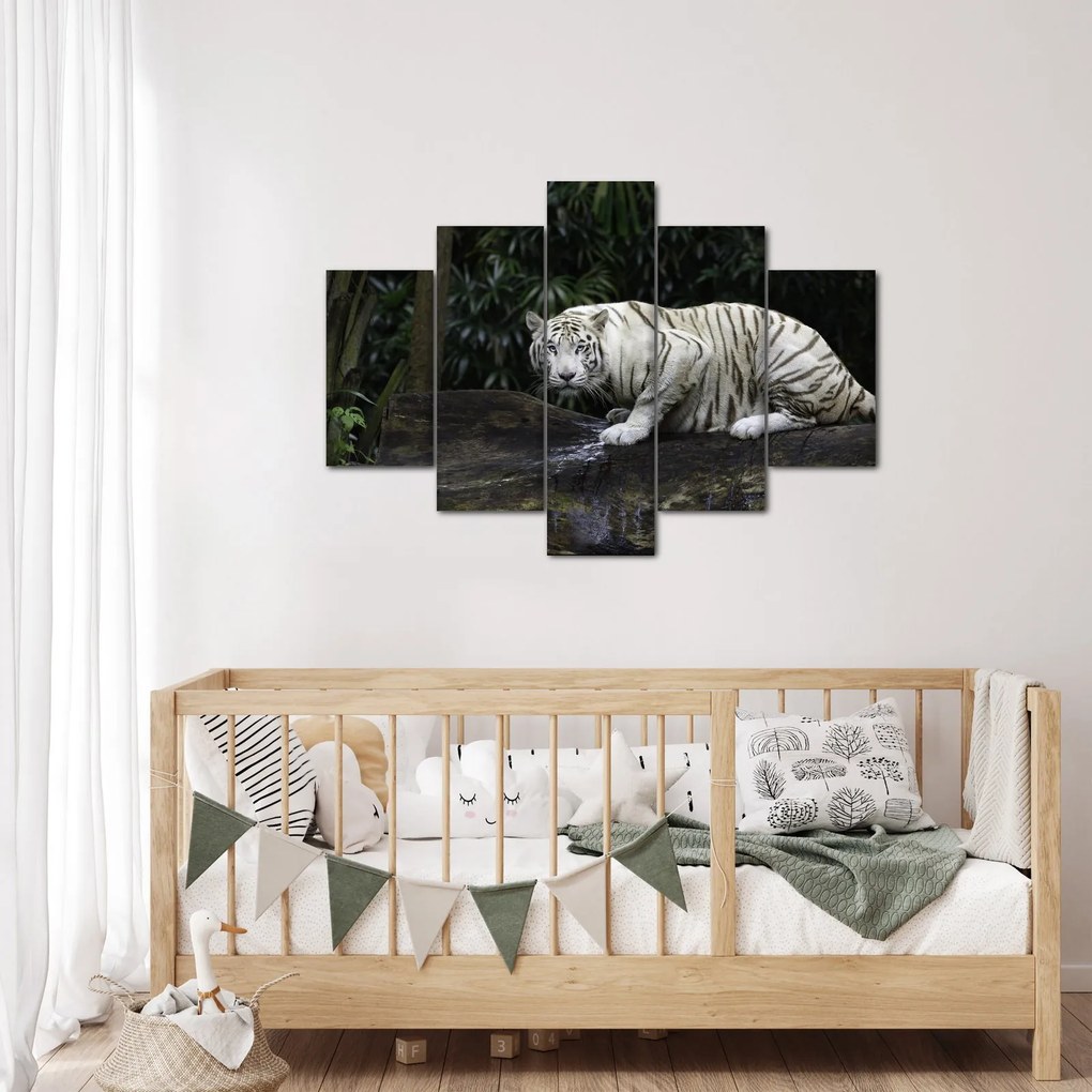 Obraz - Tiger albín (150x105 cm)