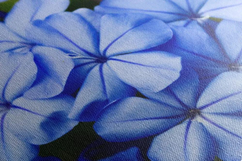 Obraz malebné modré kvety - 120x60