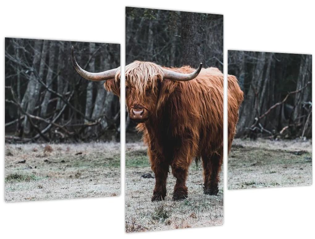 Obraz - Škótska krava 2 (90x60 cm)