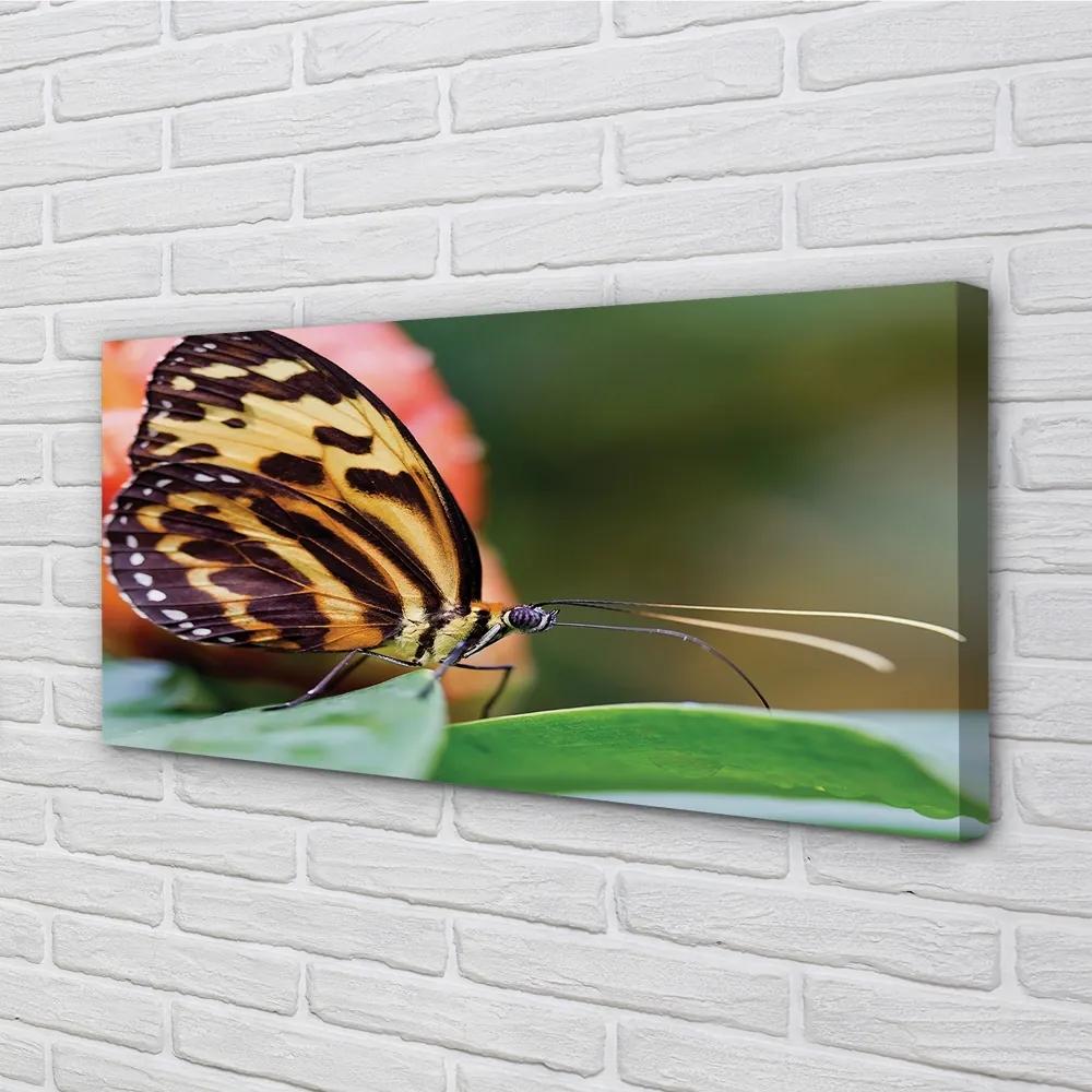 Obraz na plátne motýľ 120x60 cm