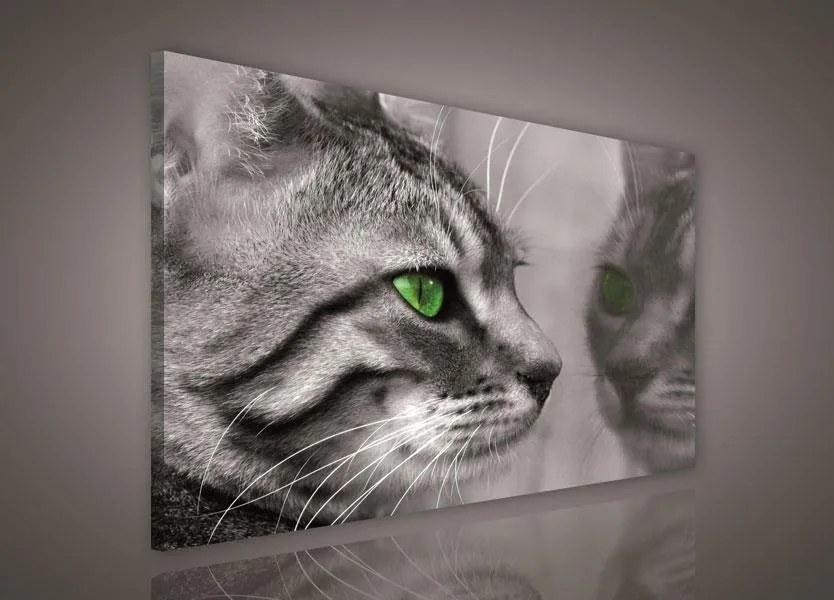 Obraz na stenu mačka 75 x 100 cm