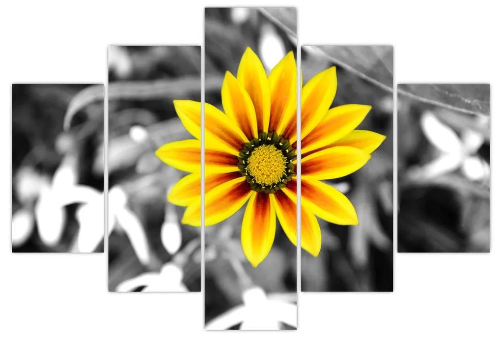 Obraz žltej kvetiny (150x105 cm)