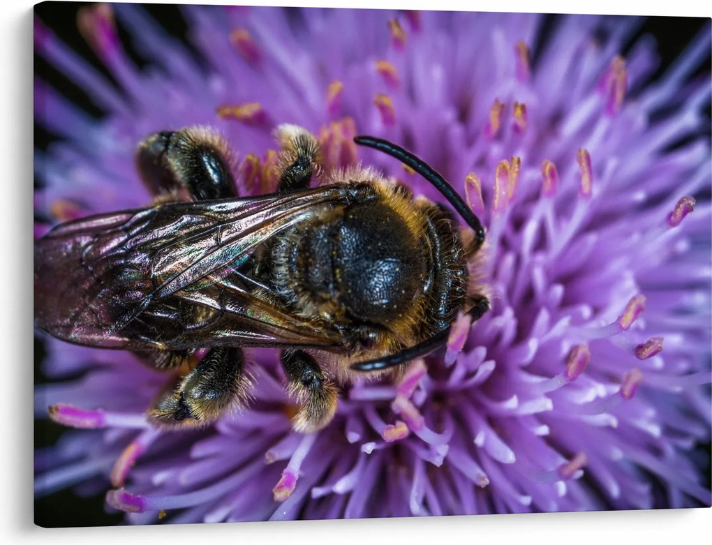 Obraz včely na kvetine (70x50 cm)
