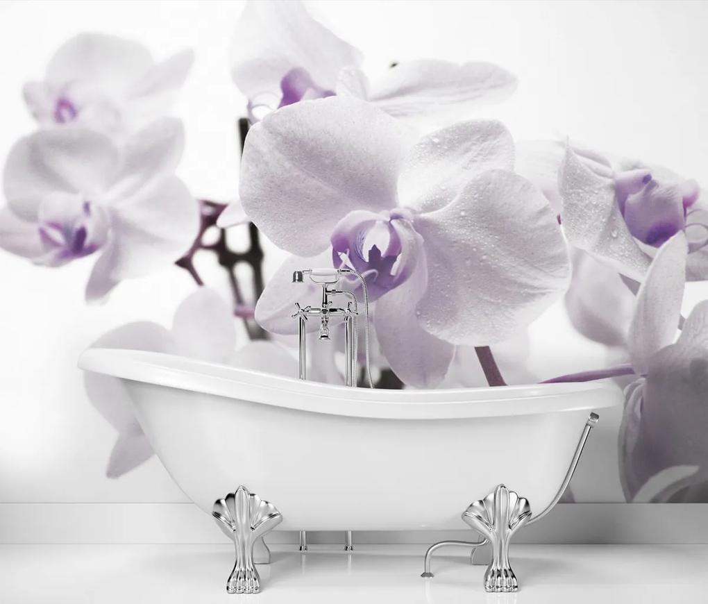 Fototapeta, Kvetoucí orchidej - 300x210 cm